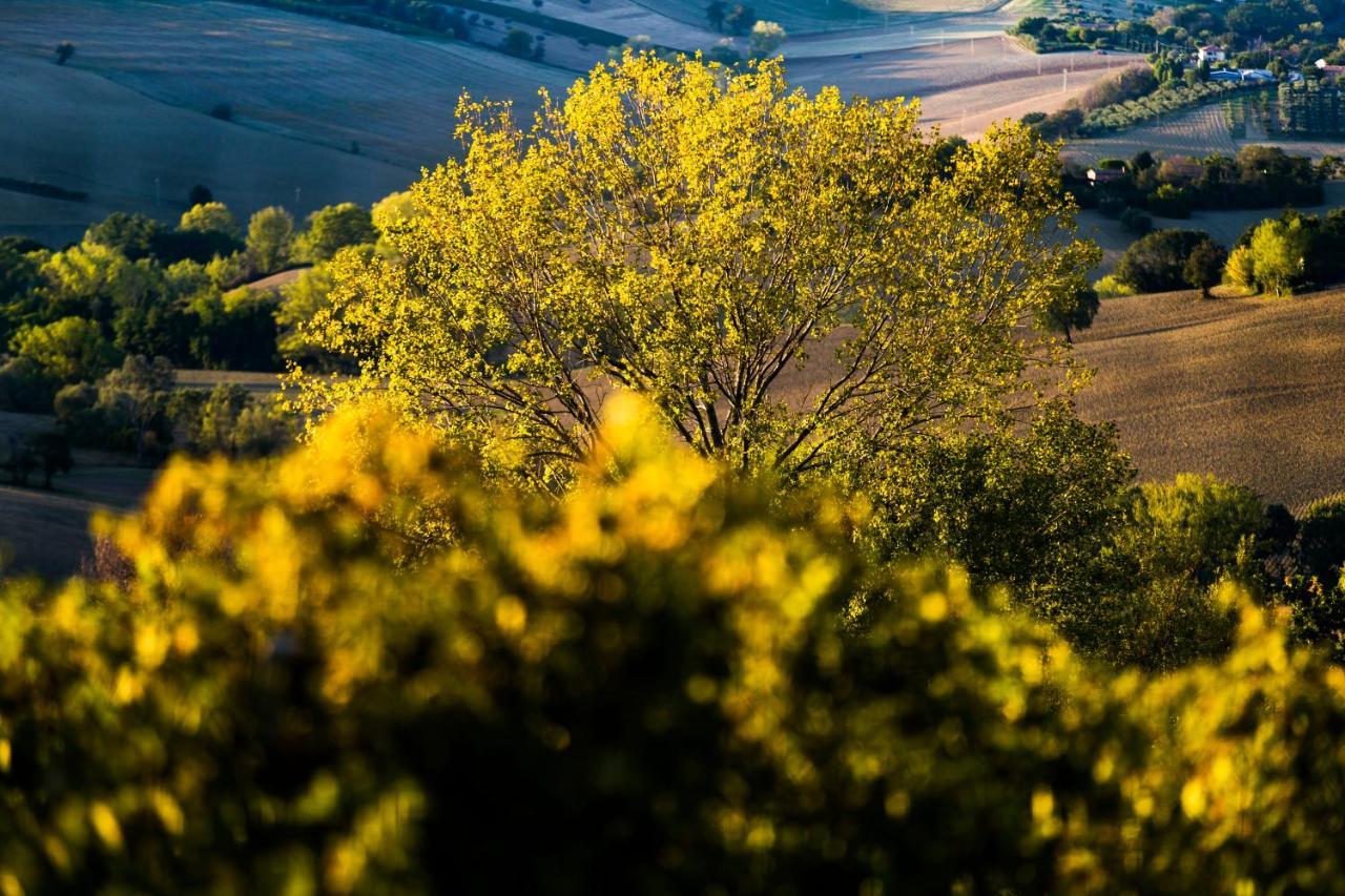 B&B Al Chicco D'Uva Morro dʼAlba Zewnętrze zdjęcie